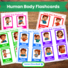 Human Body Flashcards – 12 Printable worksheets for Kids Main mock