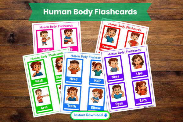 Human Body Flashcards – 12 Printable worksheets for Kids Main mock