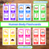 Human Body Flashcards – 12 Printable worksheets for Kids mock 2