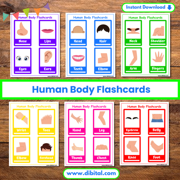 Human Body Flashcards – 12 Printable worksheets for Kids mock 2